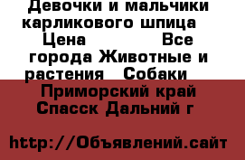 Девочки и мальчики карликового шпица  › Цена ­ 20 000 - Все города Животные и растения » Собаки   . Приморский край,Спасск-Дальний г.